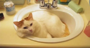 Породи котки, които обичат да плуват